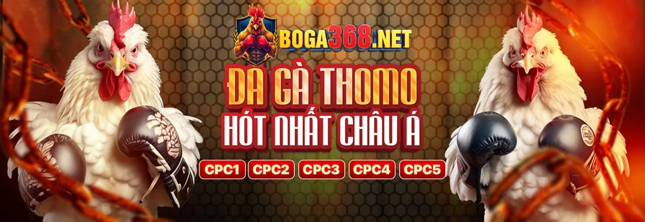 Đá gà trực tiếp tại suncity888 com